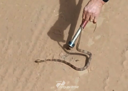 agentes-sao-chamados-para-recolher-uma-jararaca-dentro-de-veiculo-em-artur-nogueira-correio-nogueirense