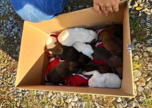 cachorros-recem-nascidos-sao-abandonados-em-artur-nogueira-correio-nogueirense-capa