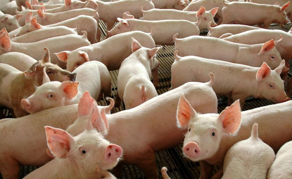 divulgacao_governo_federal_0