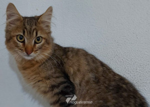 gata-e-resgatada-depois-de-passar-dias-sem-comida-e-agua-em-artur-nogueira-correio-nogueirense-capa