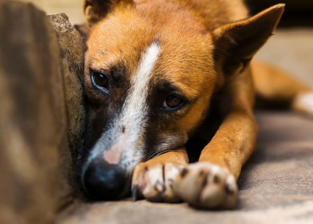 prefeitura-de-artur-nogueira-lanca-campanha-para-ajudar-animais-abandonados-correio-nogueirense