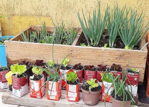 prefeitura-e-associacao-de-moradores-realizam-1o-concurso-de-hortas-comunitarias-em-artur-nogueira-correio-nogueirense