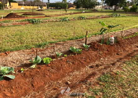 primeira-colheita-da-praca-panc-em-artur-nogueira-e-doada-a-aidan-correio-nogueirense-capa
