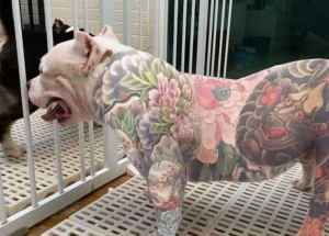 camara-aprova-proibicao-de-tatuagem-em-caes-e-gatos-com-fins-estetico-correio-nogueirense