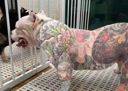 camara-aprova-proibicao-de-tatuagem-em-caes-e-gatos-com-fins-estetico-correio-nogueirense