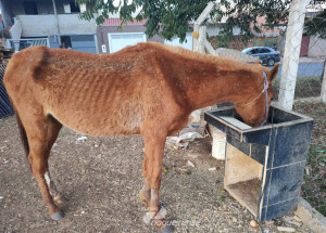 cavalo-vitima-de-maus-tratos-e-resgatado-pela-policia-municipal-de-artur-nogueira-correio-nogueirense-capa