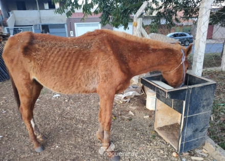 cavalo-vitima-de-maus-tratos-e-resgatado-pela-policia-municipal-de-artur-nogueira-correio-nogueirense-capa