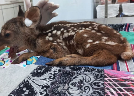 filhote-de-cervo-e-socorrido-em-area-rural-de-artur-nogueira-correio-nogueirense