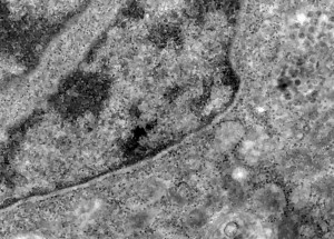 fiocruz_20200406_debora_barreto_00003