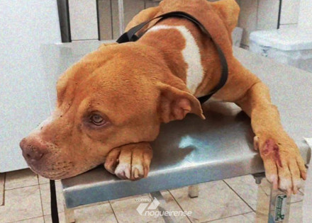 cachorro-com-sinais-de-maus-tratos-e-resgatado-no-bairro-itamaraty-em-artur-nogueira-correio-nogueirense-capa