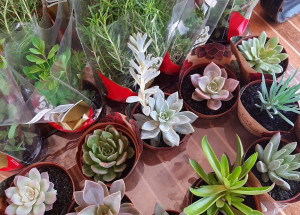 feira do verde ee