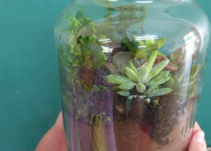 ilustra meio ambiente