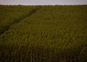 Eucaliptos, Floresta plantada