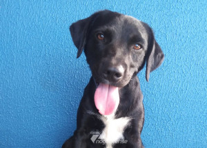 cachorro-desaparece-em-artur-nogueira-e-deixa-tutores-desesperados-correio-nogueirense