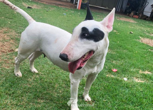 casal-procura-por-bull-terrier-que-desapareceu-de-casa-em-artur-nogueira-correio-nogueirense