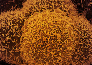 50853314272_fa477f4341_o