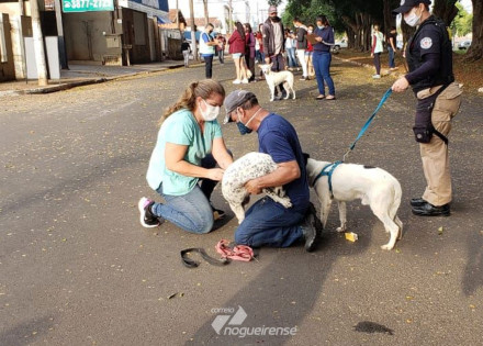 prefeitura-de-artur-nogueira-inicia-vacinacao-antirrabica-em-caes-e-gatos-correio-nogueirense
