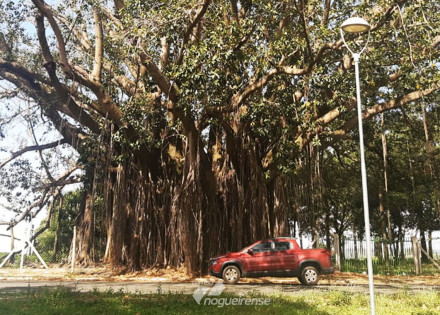 projeto-preve-tombamento-como-bem-de-natureza-imovel-material-historica-cultural-e-ambiental-a-arvore-figueira-em-artur-nogueira-correio-nogueirense