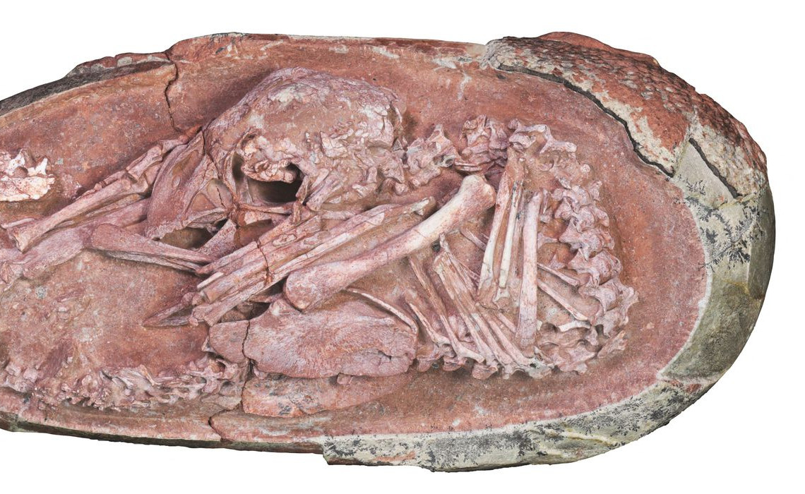 2021-12-22t130216z_1274009608_rc2pjr9f58io_rtrmadp_3_china-dinosaur-discovery