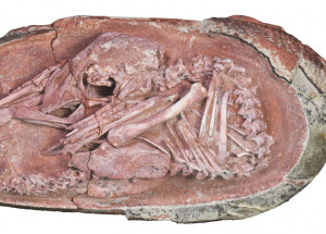 2021-12-22t130216z_1274009608_rc2pjr9f58io_rtrmadp_3_china-dinosaur-discovery