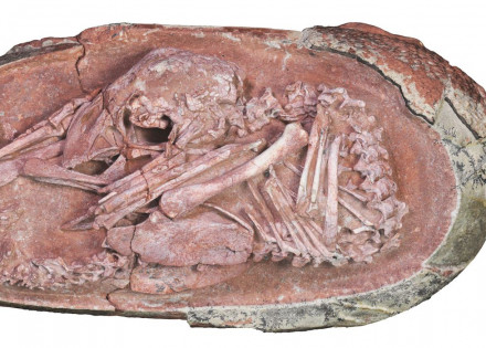 2021-12-22t130216z_1274009608_rc2pjr9f58io_rtrmadp_3_china-dinosaur-discovery