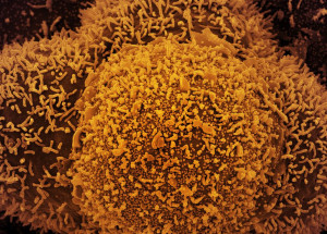 50853314272_fa477f4341_o (1)