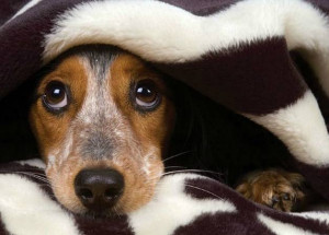 54acb46b-7e65-46fc-a8ab-909c280958c3