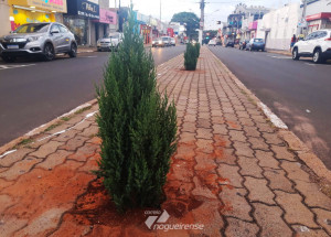 acean-anuncia-a-doacao-de-oitenta-pinheiros-para-o-natal-de-artur-nogueira-correio-nogueirense
