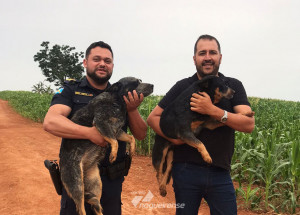 barulho-de-fogos-de-artificio-causa-estresse-e-ate-morte-de-animais-correio-nogueirense