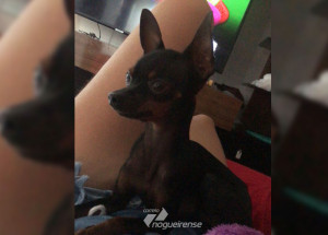 cachorrinho-da-raca-pinscher-desaparece-em-artur-nogueira-correio-nogueirense