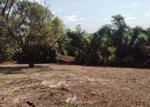 apos-denuncia-dono-de-terreno-e-multado-em-r-121-mil-por-desmatar-area-de-preservacao-ambiental-em-artur-nogueira-correio-nogueirense