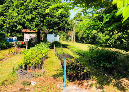 viveiro-municipal-amplia-capacidade-de-geminacao-de-mudas-em-artur-nogueira-correio-nogueirense