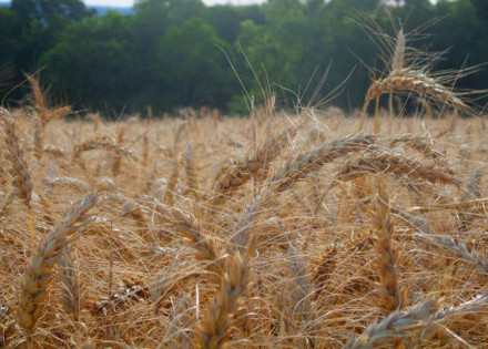 Lavoura de trigo no município de Ibirapuitã, RS
