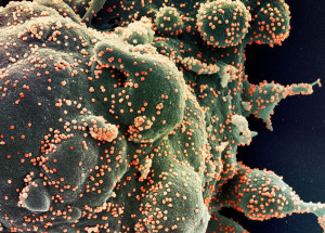 49727106208_c38eef748e_o