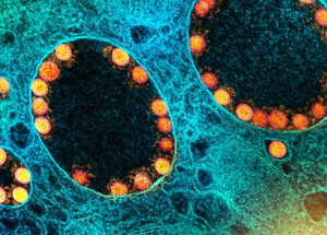 51483508341_a9aace0bda_o_0