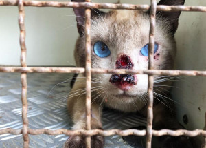 casos-de-esporotricose-em-artur-nogueira-coloca-zoonoses-em-alerta-correio-nogueirense