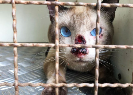 casos-de-esporotricose-em-artur-nogueira-coloca-zoonoses-em-alerta-correio-nogueirense