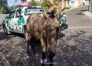 cavalo-abandonado-no-sacilotto-ii-e-resgatado-correio-nogueirense