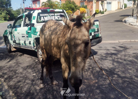 cavalo-abandonado-no-sacilotto-ii-e-resgatado-correio-nogueirense