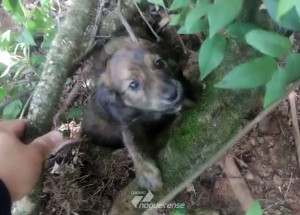 filhotes-de-cachorro-sao-resgatados-no-matao-da-usina-correio-nogueirense