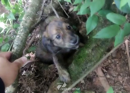 filhotes-de-cachorro-sao-resgatados-no-matao-da-usina-correio-nogueirense