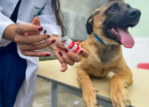 vacinas contra raiva 2