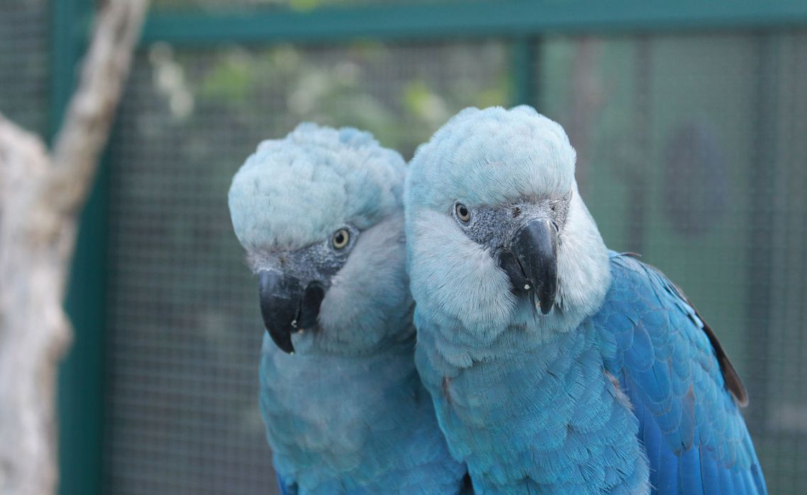 ave_cyanopsitta_spixii_ararinha_azul_foto_camile_ugarini
