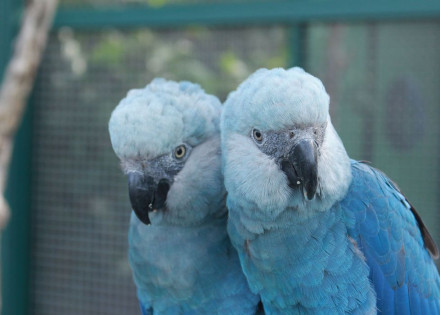 ave_cyanopsitta_spixii_ararinha_azul_foto_camile_ugarini