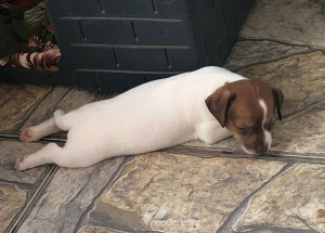 familia-do-coracao-crianca-busca-informacoes-sobre-cachorrinha-desaparecida-em-artur-nogueira-correio-nogueirense