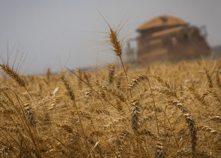Colheitadeira. Colheita de trigo. Foto: Wenderson Araujo/Trilux