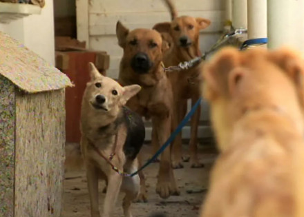 veja-como-denunciar-maus-tratos-ou-crueldade-contra-animais-em-artur-nogueira-correio-nogueirense