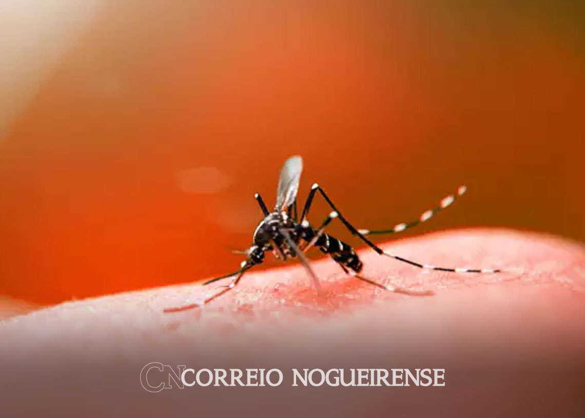 casos-de-dengue-aumentam-em-campinas-correio-nogueirense