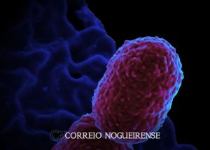 europa-tem-mais-de-35-mil-mortes-anuais-por-resistencia-antimicrobiana-correio-nogueirense