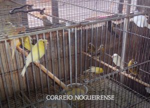 mais-de-50-aves-sao-resgatadas-em-situacao-de-maus-tratos-em-artur-nogueira-correio-nogueirense-capa